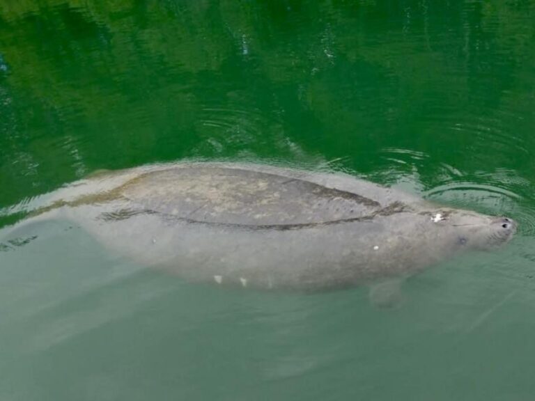 Miami: Manatee Season Paddleboard or Kayak Tour - A Full Breakdown of the Experience