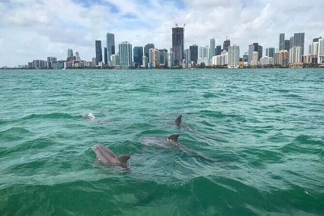 Miami Small Group Boat Tour: History, Wildlife, and Stiltsville - The Experience: What to Expect
