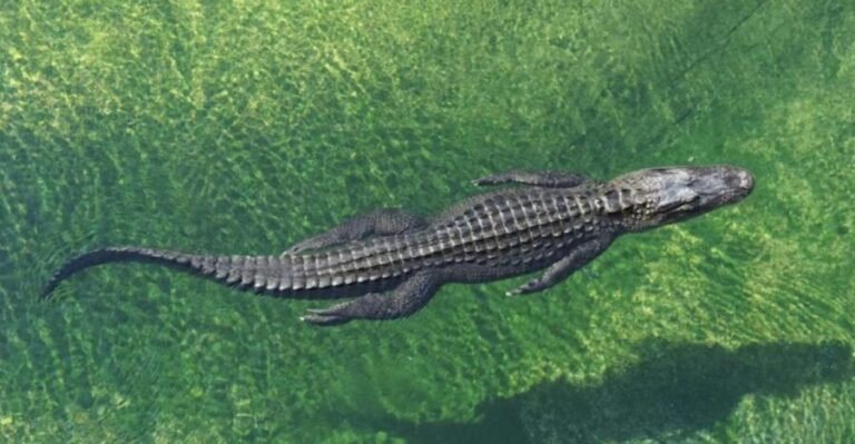 Miami: Small Group Tour w/Everglades, Little Havana & Cruise - The Practicalities: Transportation, Duration, and Value