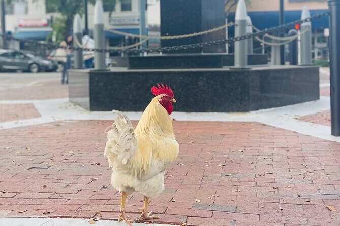 Miami's Most Authentic Walking Tour of Little Havana - What Our Reviewers Say