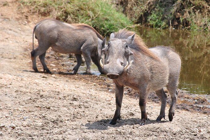 Mikumi National Park Day Trip by Train From Dar Es Salaam - An In-Depth Look at the Mikumi National Park Day Trip