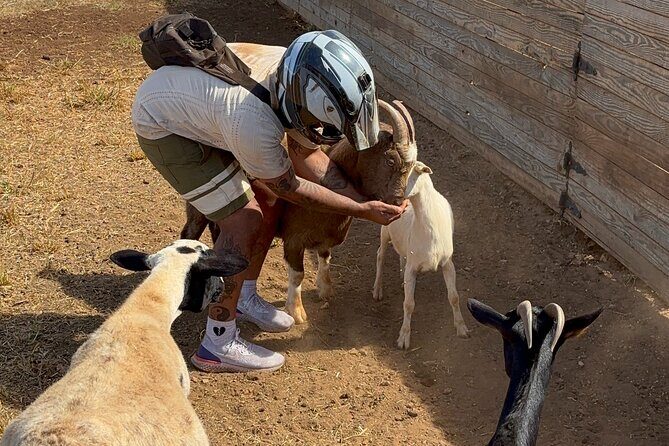 Mini ATVs and Farm Animal Experience - Who Will Love This Experience?
