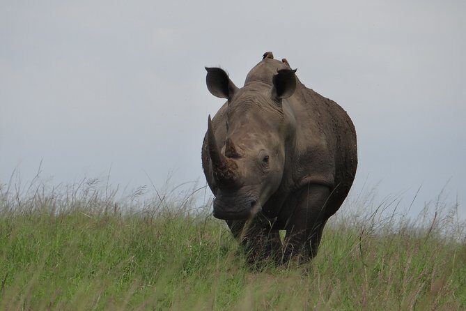 Mini Safari and Zulu Cultural experience - Day Tour - Transportation and Group Size