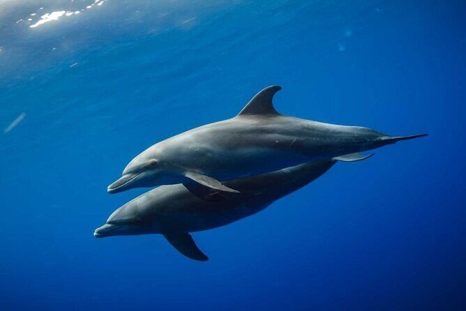 Mnemba Island snorkeling and Swimming with Dolphin - The Sum Up