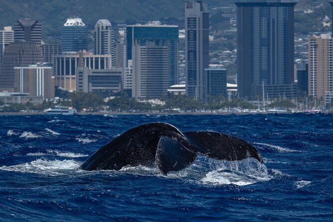 Moanas Waikk Whale Watching Exploration - Seasonal Considerations and Practical Tips