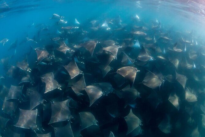 Mobula Ray and Ocean Safari Day Trip - The Sum Up: Who Will Love This Trip?