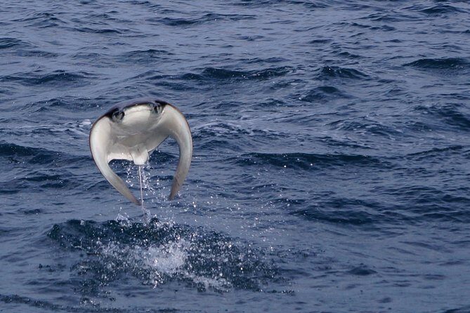 Mobula Ray Snorkeling - Who Should Consider This Tour?