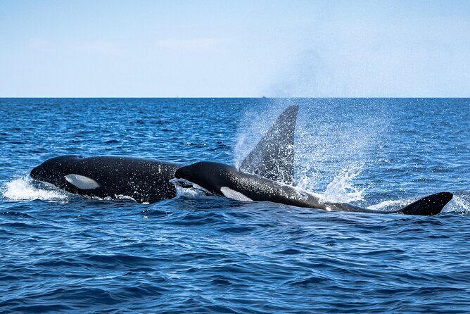 Mobulas and Cetaceans Day Trip - Final Thoughts