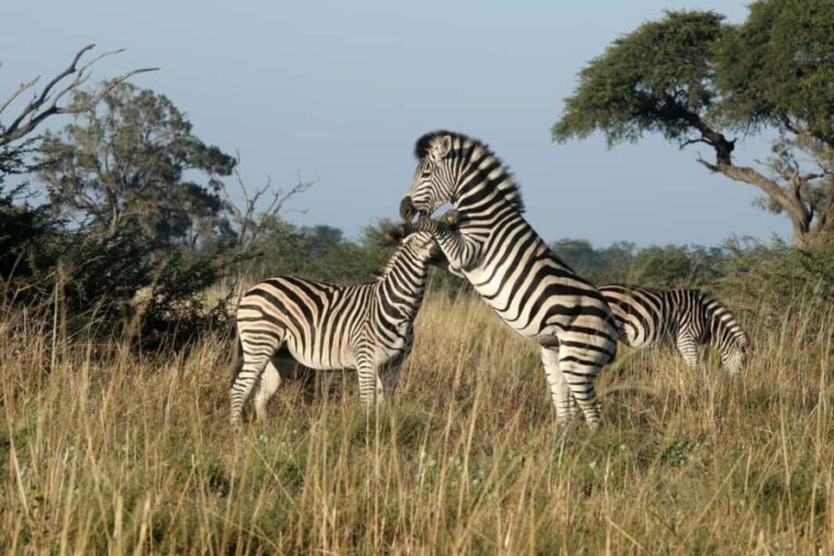 Mokoro Day Trip at the Okavango Delta - Analyzing the Value
