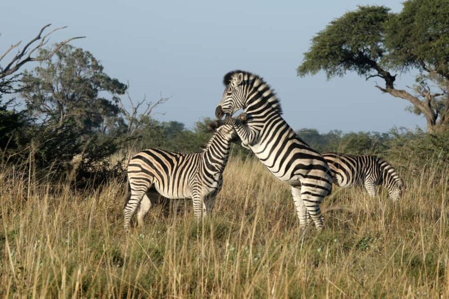 Mokoro Day Trip at the Okavango Delta