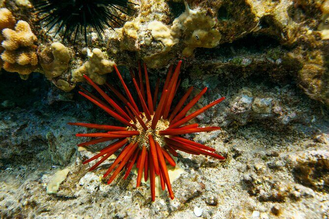 Molokini Snorkel Trip 2-Hour From Kihei - The Reviews Speak Volumes