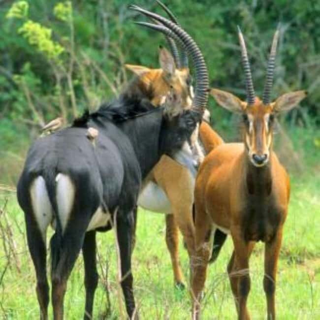 Mombasa: 4-Dayhoneymoon Tour at Diani Beach and Shimba Hills - A Closer Look at the 4-Day Mombasa Experience