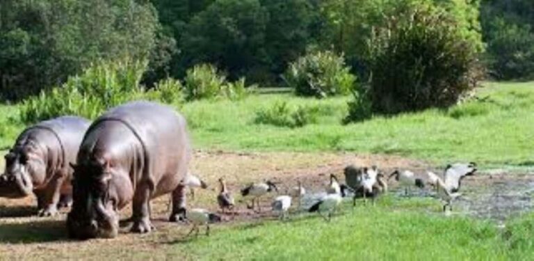 Mombasa: Discovery Day Tour and Haller Park - The Sum Up