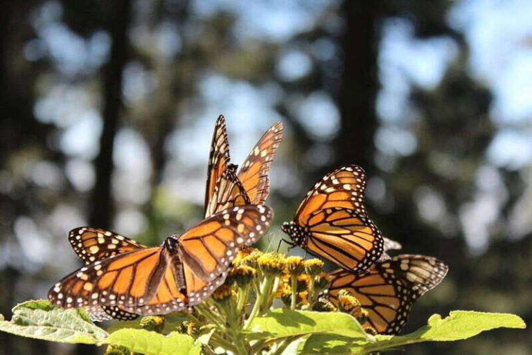 Monarch Butterfly Mexico Reserve Sanctuary & Valle de Bravo - Discovering the Monarch Butterfly Sanctuary