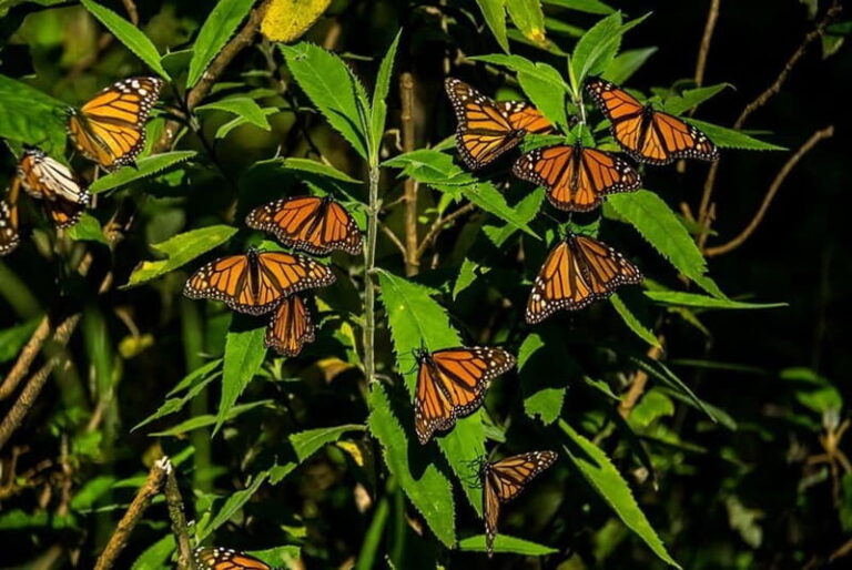 Monarch Butterfly Sanctuary Tour from Mexico City - Who Will Love This Tour?