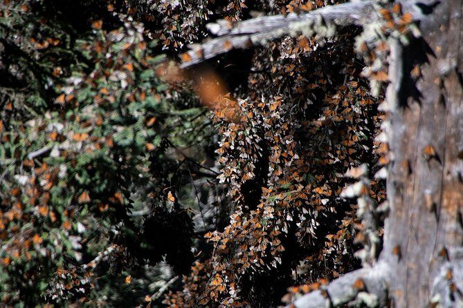 Monarch Butterfly Tour (Departing from Morelia)