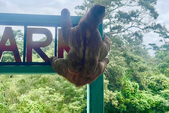 Monkeys and sloths, private tour , and beach - The Itinerary in Detail