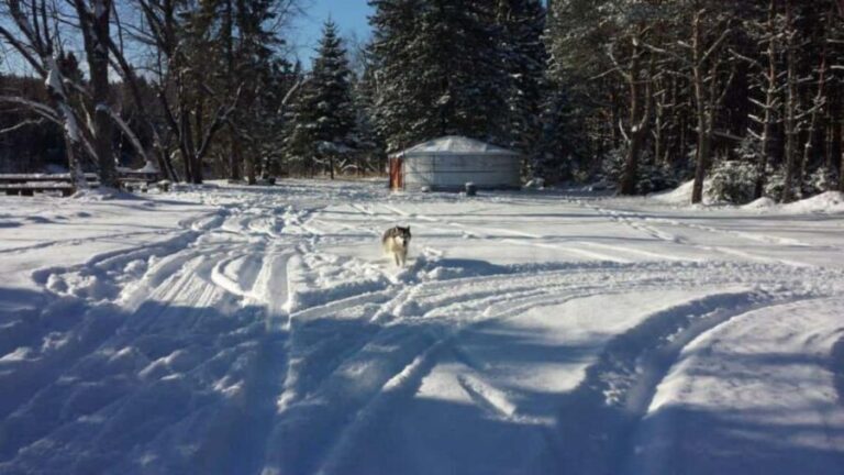 Mont-Tremblant: Dogsledding Nordic Adventure - The Sum Up