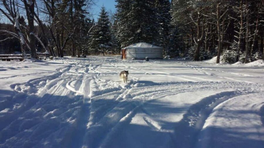 Mont-Tremblant: Dogsledding Nordic Adventure - The Sum Up