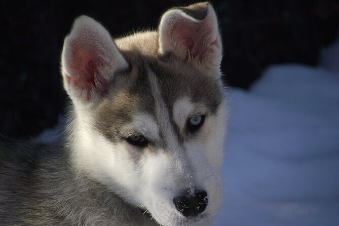 Mont Tremblant Dogsledding Valley Adventure - Frequently Asked Questions (FAQs)