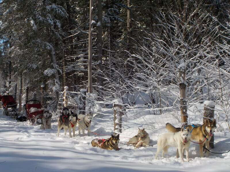 Mont-Tremblant: Dogsledding Valley Adventure