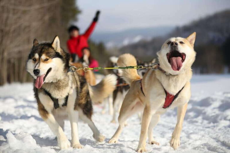 Mont-Tremblant: Guided Dogsledding Tour with Hot Chocolate - Practicalities and Value