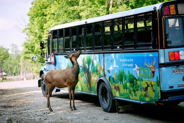 Montebello, QC: Morning VIP Tour at Parc Oméga - Practical Tips for Visitors