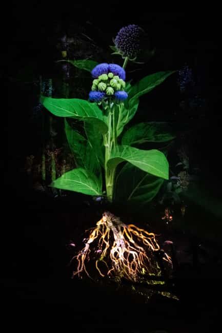 Montebello, QC: Omega Park ONIRO Immersive Experience at Night - The Overall Experience: A Forest of Stories and Light