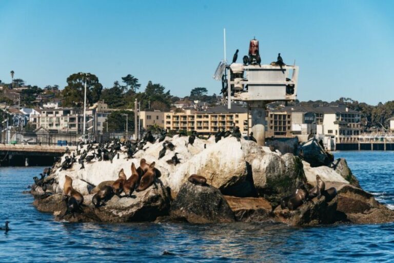 Monterey Bay: Whale Watching Tour - The Itinerary: A Naturalist-Driven Voyage