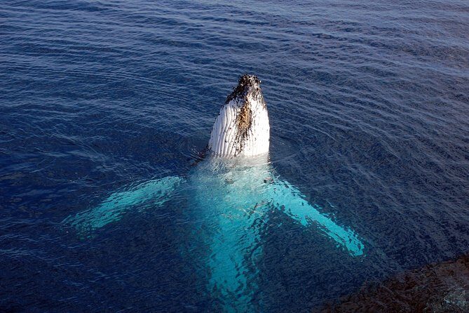Monterey Bay Whale Watching - Who Will Love This Tour?