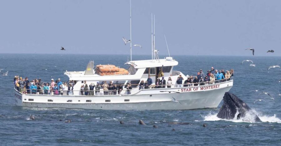 Monterey: Monterey Bay Dolphin and Whale Watching Boat Tour