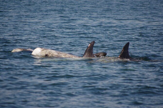 Monterey Private 3 - 4 Hour Whale Watching Cruise - Real Traveler Perspectives