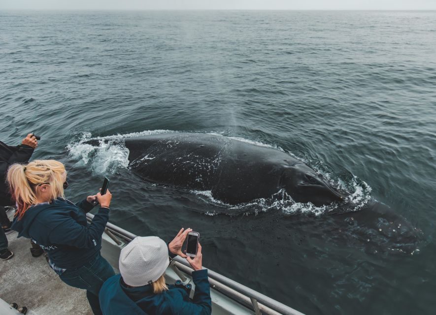 Monterey: Sunset Whale Watching Cruise with A Guide