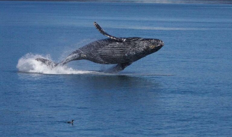Monterey: Whale Watching Cruise - An In-Depth Look at the Experience
