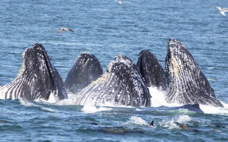 Monterey: Whale Watching Tour with A Marine Guide - Itinerary and Experience Breakdown