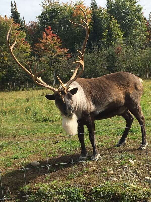 Montreal: Private Day Tour to Parc Omega & Montebello Lodge - Exploring Omega Park: Canada’s Wildlife Wonderland
