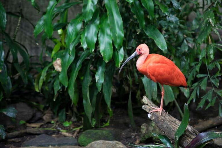 Montreal: Skip-the-line Biodome Private Tour with Tickets - What You Can Expect During the Tour
