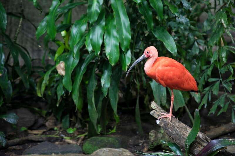 Montreal: Skip-the-line Biodome Private Tour with Tickets - What You Can Expect During the Tour