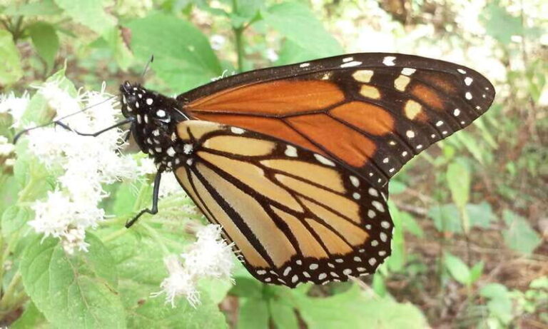 Morelia: Monarch Butterfly Tour - What You’ll Love About This Tour