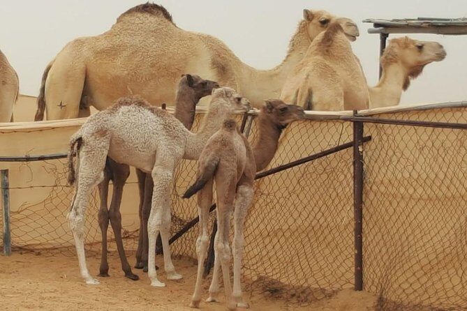 Morning Desert Safari with Camel Ride and Sandboarding - A Closer Look at the Itinerary