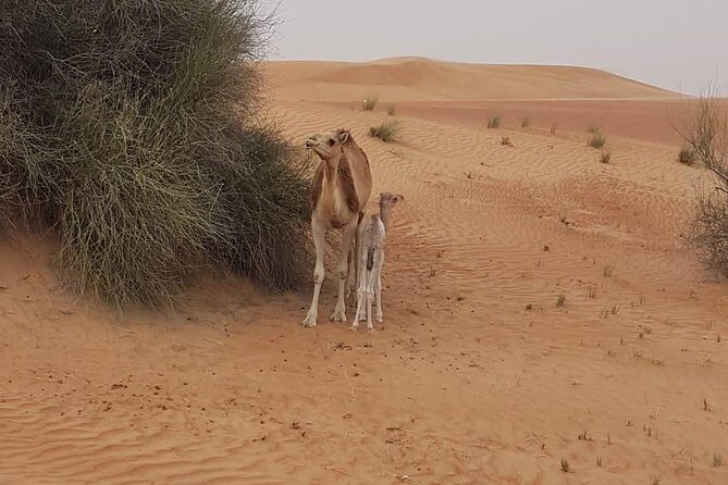 Morning Desert Safari with Camel Rides, Sand Boards and Dune Bashing - Who Will Love This Tour?