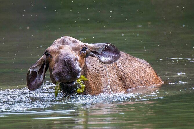 Morning Jasper National Park Wildlife Tour - The Itinerary in Detail