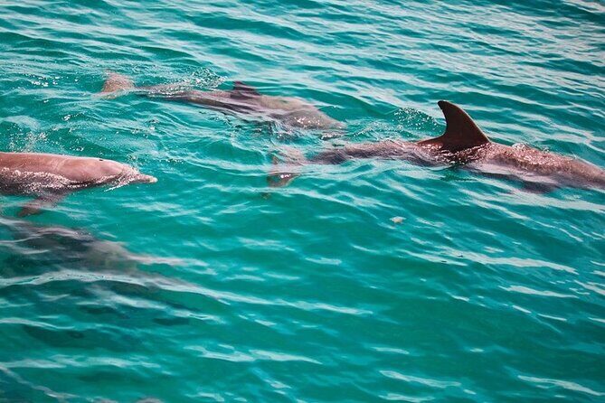 Morning Snorkel & Dolphin Adventure - Why This Tour Offers Good Value