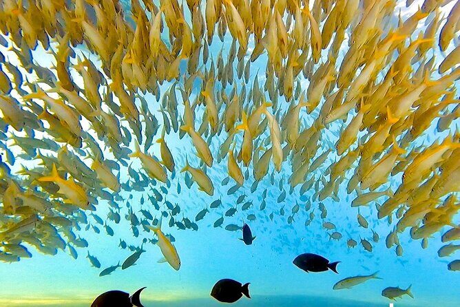 Morning Turtle Town Snorkel at Coral Gardens - The Sum Up