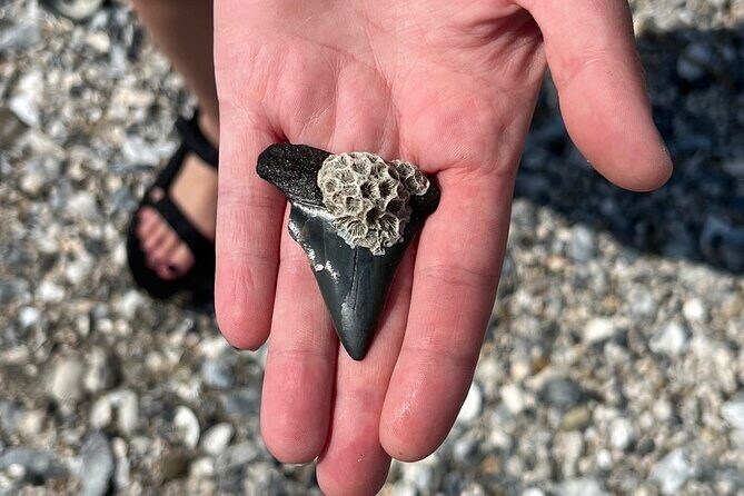 Morris Island Dolphin Cruise and Shelling Trip - Why This Tour Offers Great Value