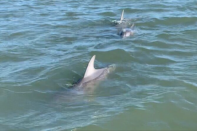 Morris Island Private Excursion - Practical Considerations and Tips
