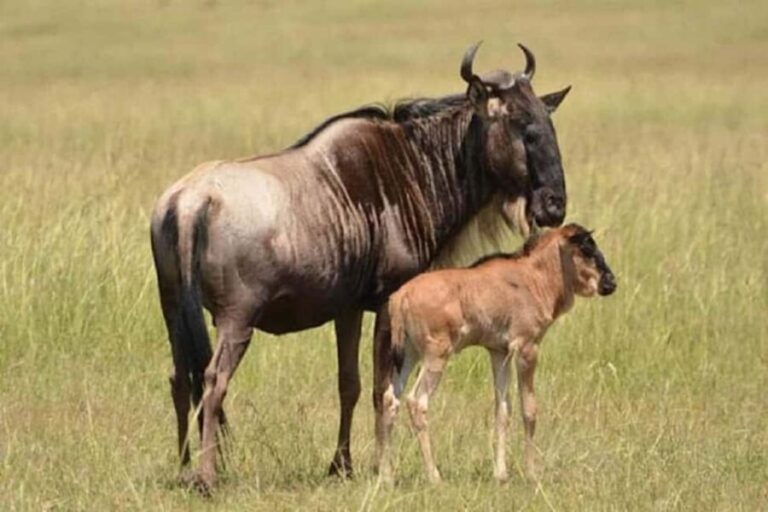 Moshi: 4-Day Ndutu Migration Safari and Ngorongoro Crater - What’s Included and What to Consider