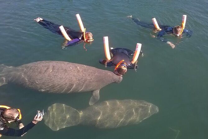 Most Popular 3hr Manatee Swim Tour + In-Water Guide! - What to Expect on this Manatee Snorkeling Tour