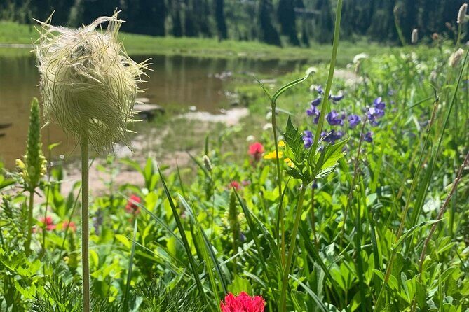 Mount Rainier Full Day Private Tour and Hike - Who Is This Tour Best For?