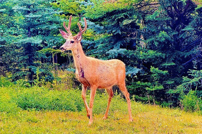Mount Royal Hotel to Banff National Park Minivan Tour - The Practicalities: What You Need to Know